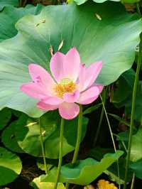Summer Serenity at Yuanmingyuan: A Lotus Paradise