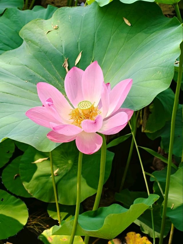 Summer Serenity at Yuanmingyuan: A Lotus Paradise