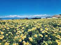 Soleil Hill is a year‑round floral haven with sweeping views of Izu Oshima and Mount Fuji