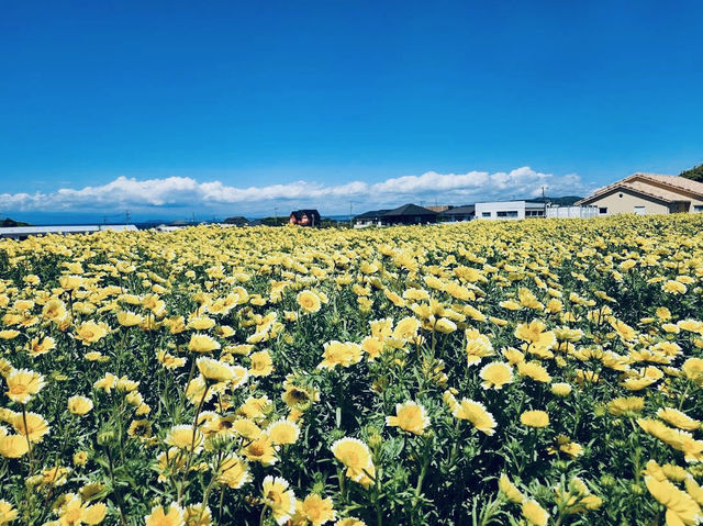 Soleil Hill is a year‑round floral haven with sweeping views of Izu Oshima and Mount Fuji
