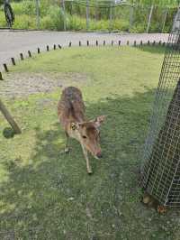 A magical day at Bambi land, Taiwan