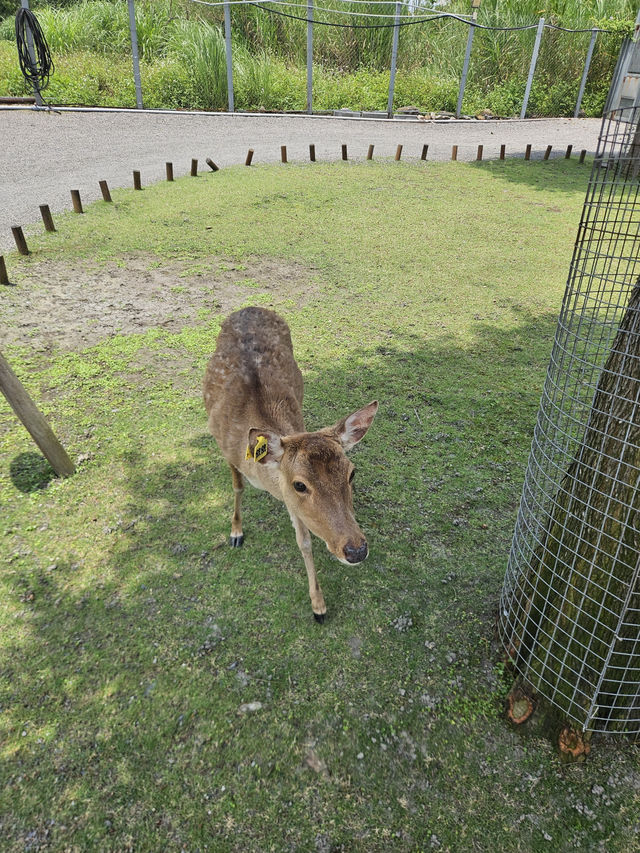 A magical day at Bambi land, Taiwan