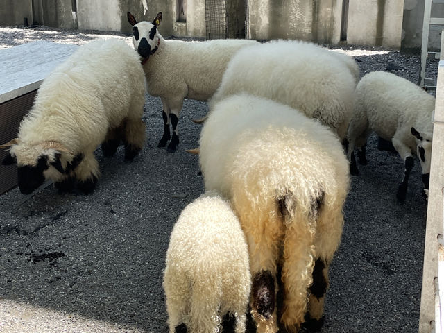 宜蘭可愛笑笑羊🐑黑RURU CAFE 宜蘭可愛笑笑羊🐑黑RURU CAFE