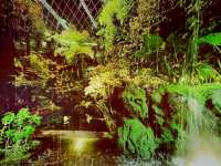 Cloud Forest──夢幻雲霧中的綠色奇境