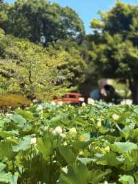鐮倉｜不只櫻花季絕美 在荷花最美季節造訪鶴岡八幡宮