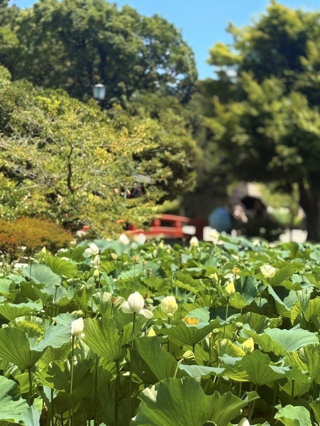 鐮倉｜不只櫻花季絕美 在荷花最美季節造訪鶴岡八幡宮