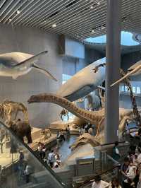Shanghai Natural History Museum 🦖🦕🐘🦌🦒🦏🦥