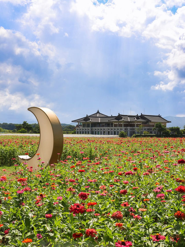 지금 경주엔 알록달록 가을꽃들이 가득 피었어요💐