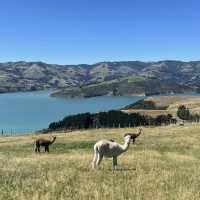 Shamarra Alpacas – Cuddles, Cashmere & Craggy Harbour Views at Akaroa