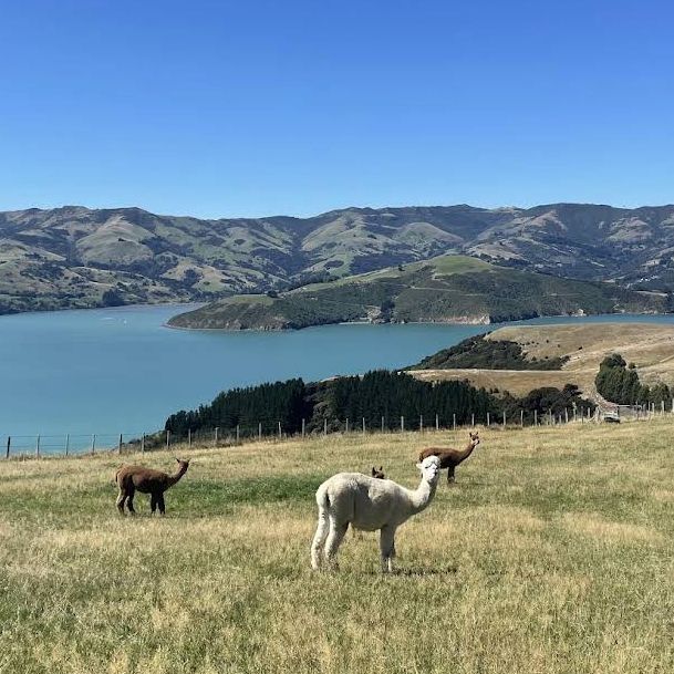 Shamarra Alpacas – Cuddles, Cashmere & Craggy Harbour Views at Akaroa