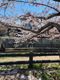 🌸 ซากุระ Dazaifu – ความน่ารักแบบญี่ปุ่นแท้ๆ