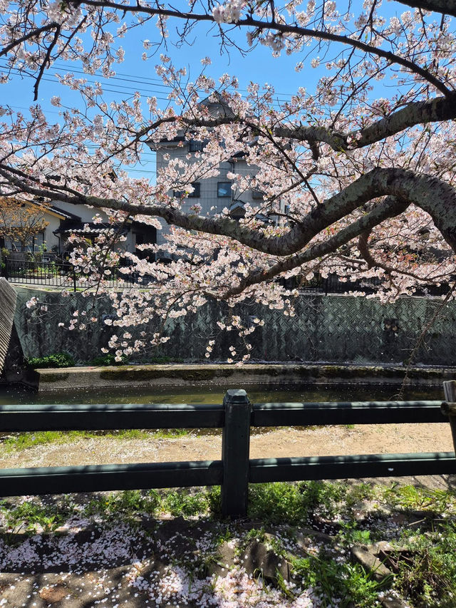 🌸 ซากุระ Dazaifu – ความน่ารักแบบญี่ปุ่นแท้ๆ