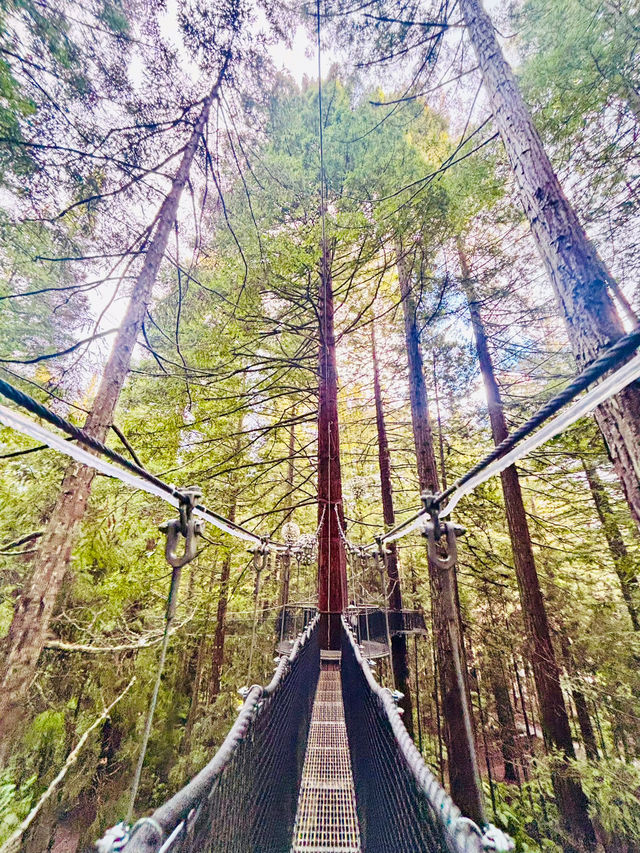 【新西蘭北島】紅木森林公園 RedWoods：大型天然氧吧