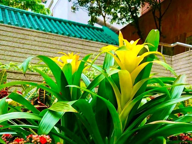 Tin Hau Temple, Causeway Bay – A Spiritual Gem in the City’s Heart Tin Hau Temple, Causeway Bay – A Spiritual Gem in the City’s Heart