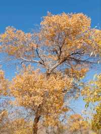 The Spirit of the Desert Poplar