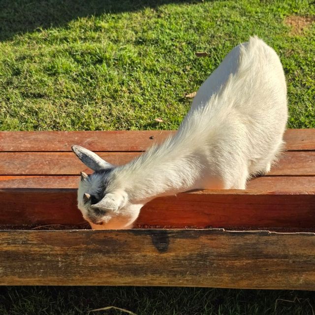 มาเที่ยวเชียงใหม่ แวะไปหาน้องแพะแคระกันค่ะ 🐐🏡🌳