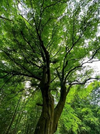🌊 Jasmund National Park – Germany’s White Cliffs of Wonder