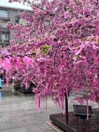 SAKURA JINGU.