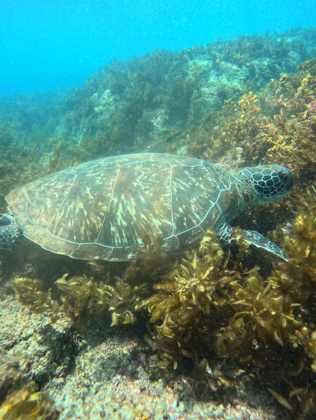 🐚 小琉球陽光海島兩日遊|潛水・獨木舟・電動車環島 🌊☀️ 🐚 小琉球陽光海島兩日遊|潛水・獨木舟・電動車環島 🌊☀️