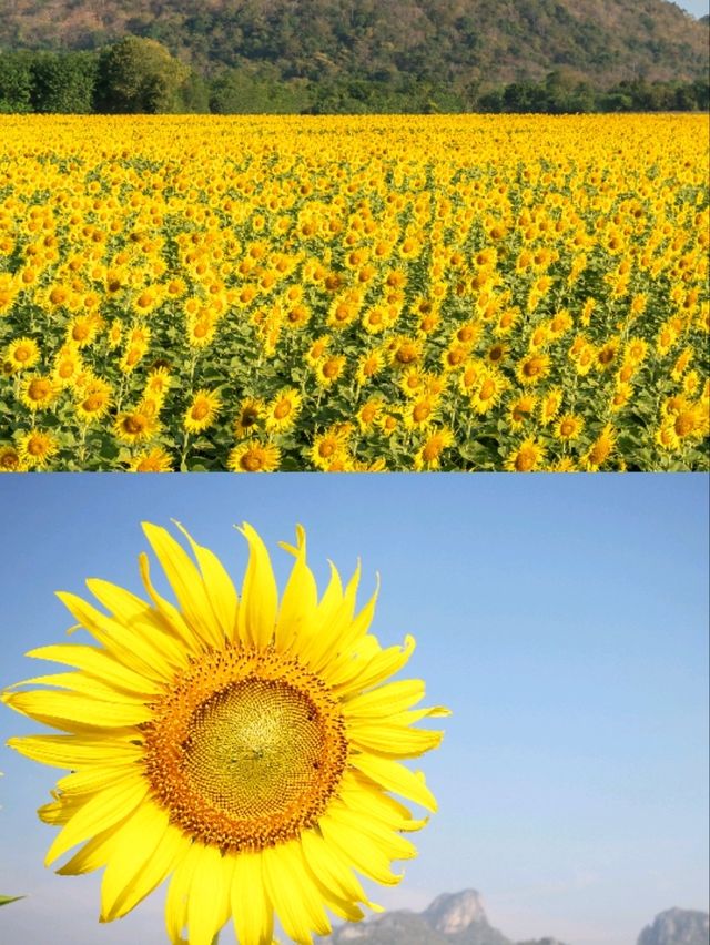 เที่ยวลพบุรี ครบทั้งธรรมชาติ ประวัติศาสตร์ เที่ยวลพบุรี ครบทั้งธรรมชาติ ประวัติศาสตร์