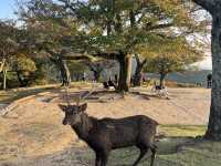 Golden Hills Nara🌅