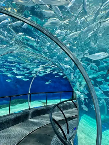 上海海洋水族館:你的水底探險即將展開!🪼