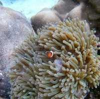 🏝️ เกาะหลีเป๊ะ มันเป๊ะมาก🌈