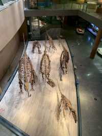 Shanghai Natural Museum 🐒🫎🦕🦖🦑🐋