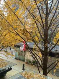 🍂 黃金城道步道｜銀杏滿開的季節 Manner有最佳窗景！