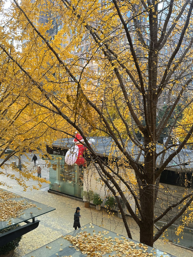 🍂 黃金城道步道｜銀杏滿開的季節 Manner有最佳窗景！