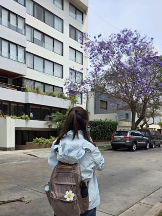 11月のペルー・リマ旅行｜ジャカランダの紫の海で街歩き攻略