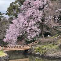 櫻花季必到賞花秘景~新宿御苑🌸🌸