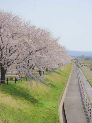 あさひ舟川 春の四重奏｜桜・菜の花・新緑・雪山の共演 | Trip.com 朝日町
