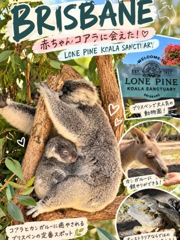 【ブリスベン】赤ちゃんコアラに会えた🐨💕 カンガルーに餌やりも！オーストラリアで外せない動物園