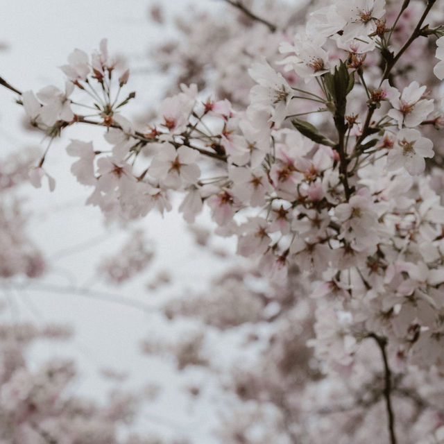 Cold & calm spring day in Washington DC