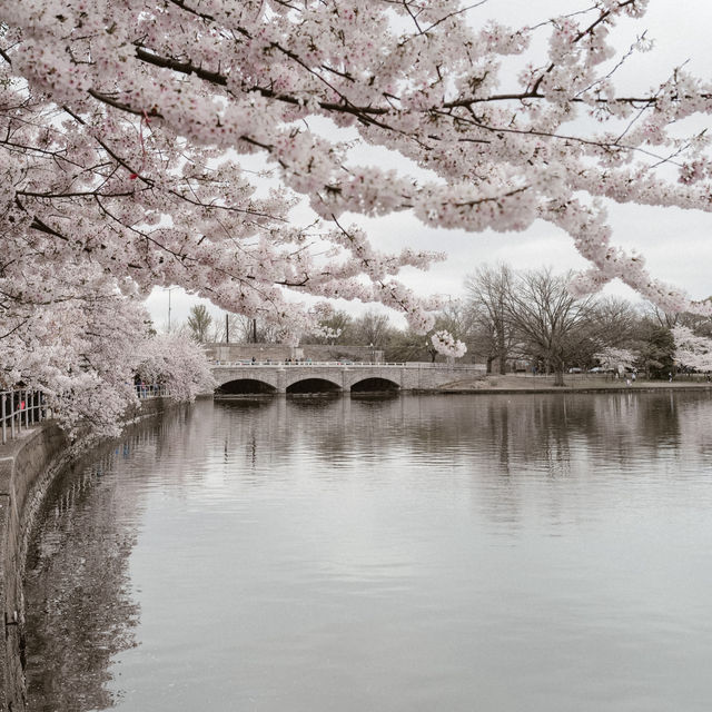 Cold & calm spring day in Washington DC