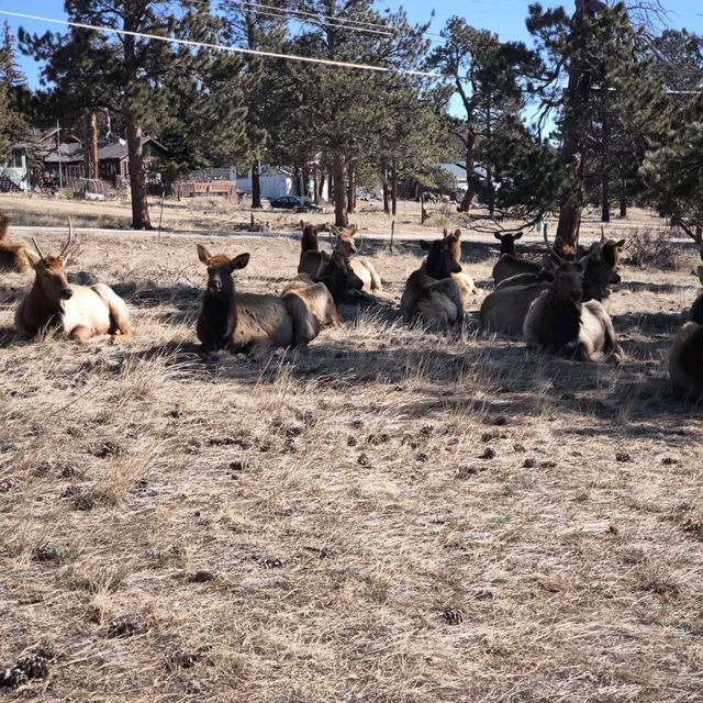 Rocky Mountain national Park