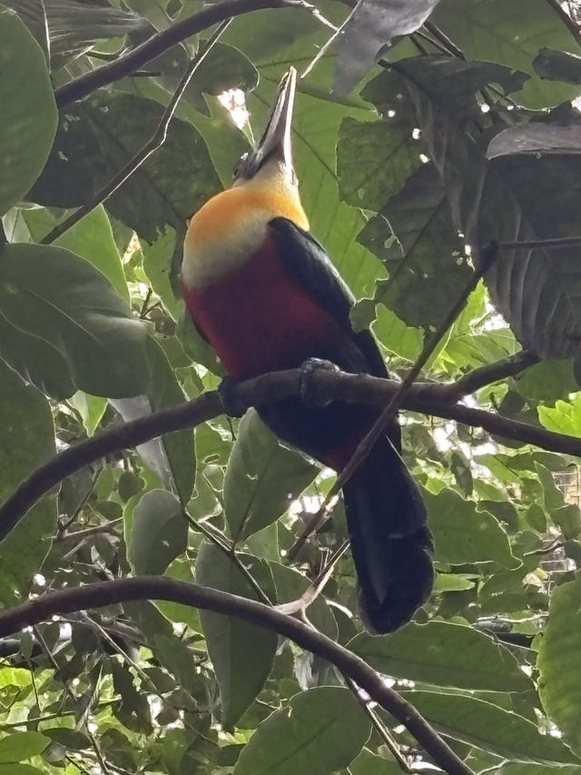Birds of a feather @ Parque Nacional Das Aves: Foz Do Iguaçu