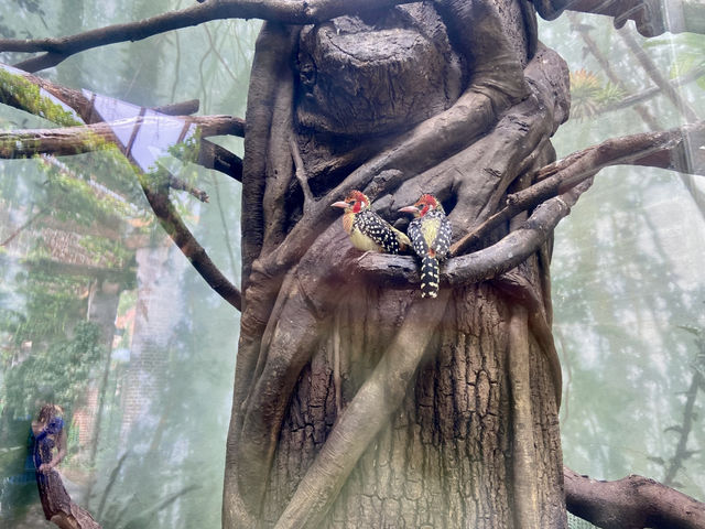 ✨🦜我在紐約中央公園動物園觀雀的樂趣✨