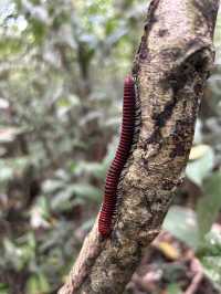 🇵🇪アマゾン川の大自然を体感🦥🦜🐒イキトス発アマゾンツアー