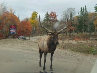 蒙特婁附近的野生動物園 Omega Parc，人開車進去給動物看。園內的鹿非常規矩，知道等在入口處一定有紅蘿蔔吃（且絕不踏足到門外）。相距沒有幾步路就是出口，那邊就一隻都沒有。

Mont Tremblant Resort，楓葉最胜時已過，景色依然很美。