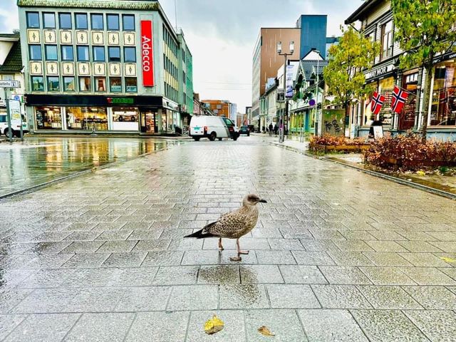 挪威🇳🇴景點-Tromsø 街景