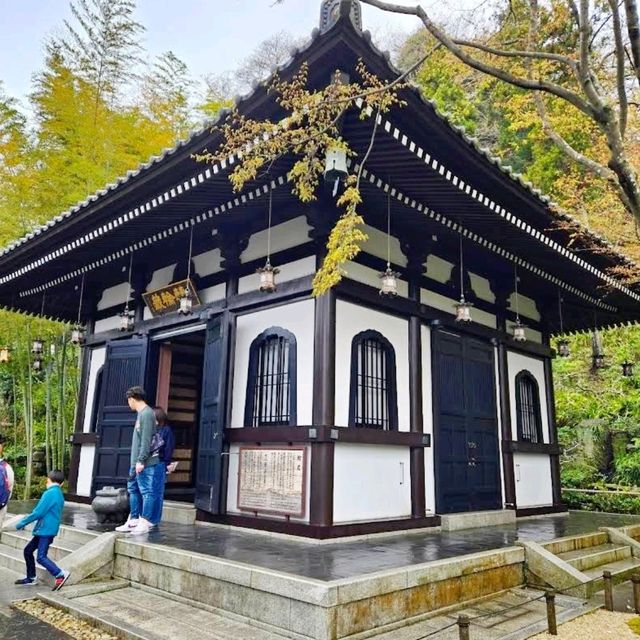 《長谷寺》💐著名的繡球花花園💐鎌倉最古老的寺廟之一