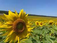 Sunflower fields in Clamecy 🇫🇷