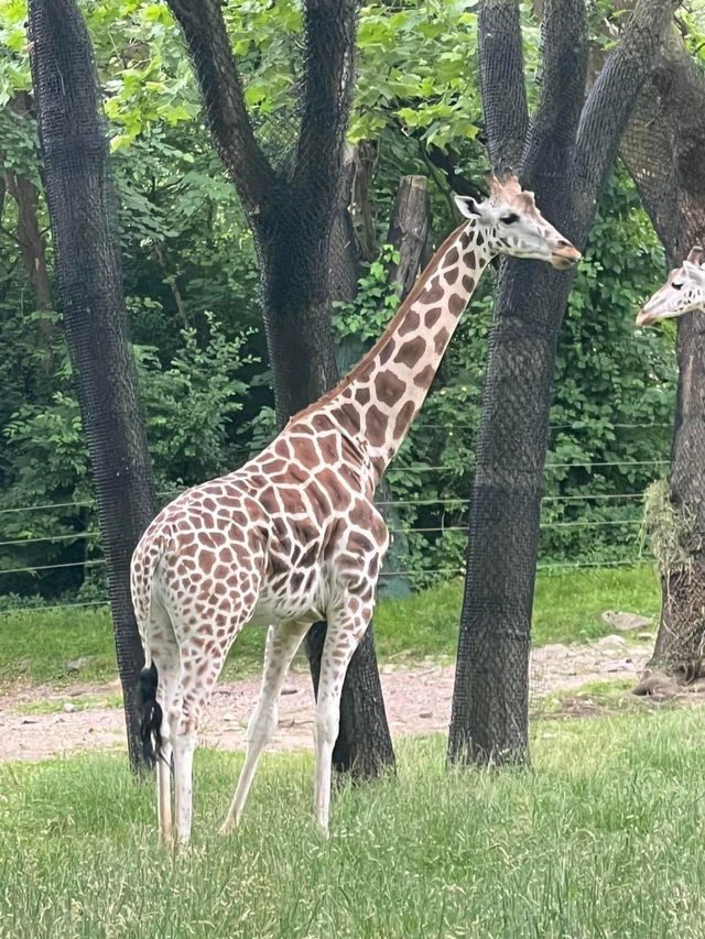 Bronx Zoo 🇺🇸