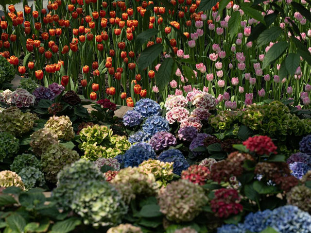 Princess Maha Chakri flower garden Thailand 🇹🇭 