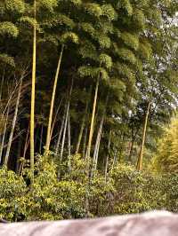 Arashiyama Bamboo Forest: A Serene Escape in Kyoto 🎋