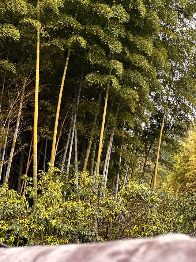 Arashiyama Bamboo Forest: A Serene Escape in Kyoto 🎋