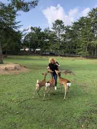NARA, JAPAN: MY UNFORGETTABLE DAY AMONG DEERS AND TEMPLES 