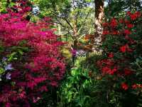Whispers of Spring: A Stroll Through Isabella Plantation